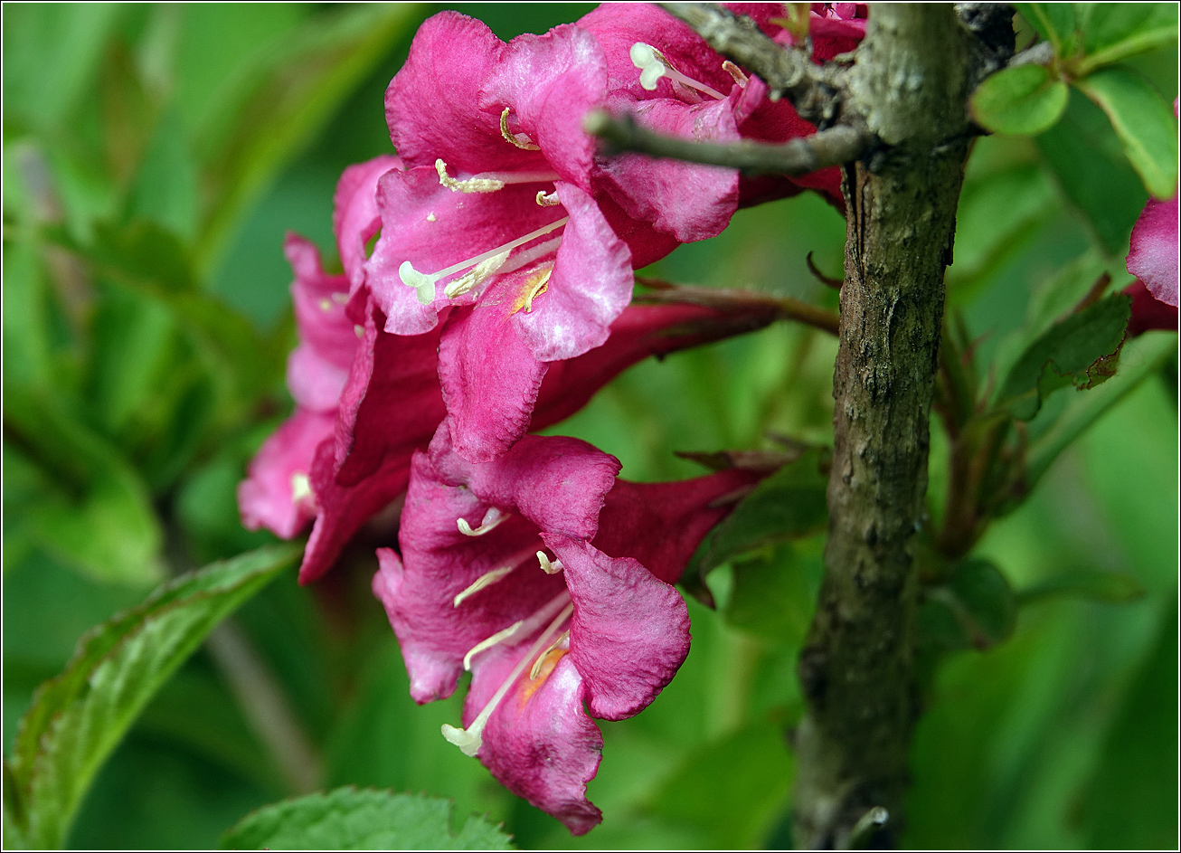 Изображение особи Weigela hybrida.
