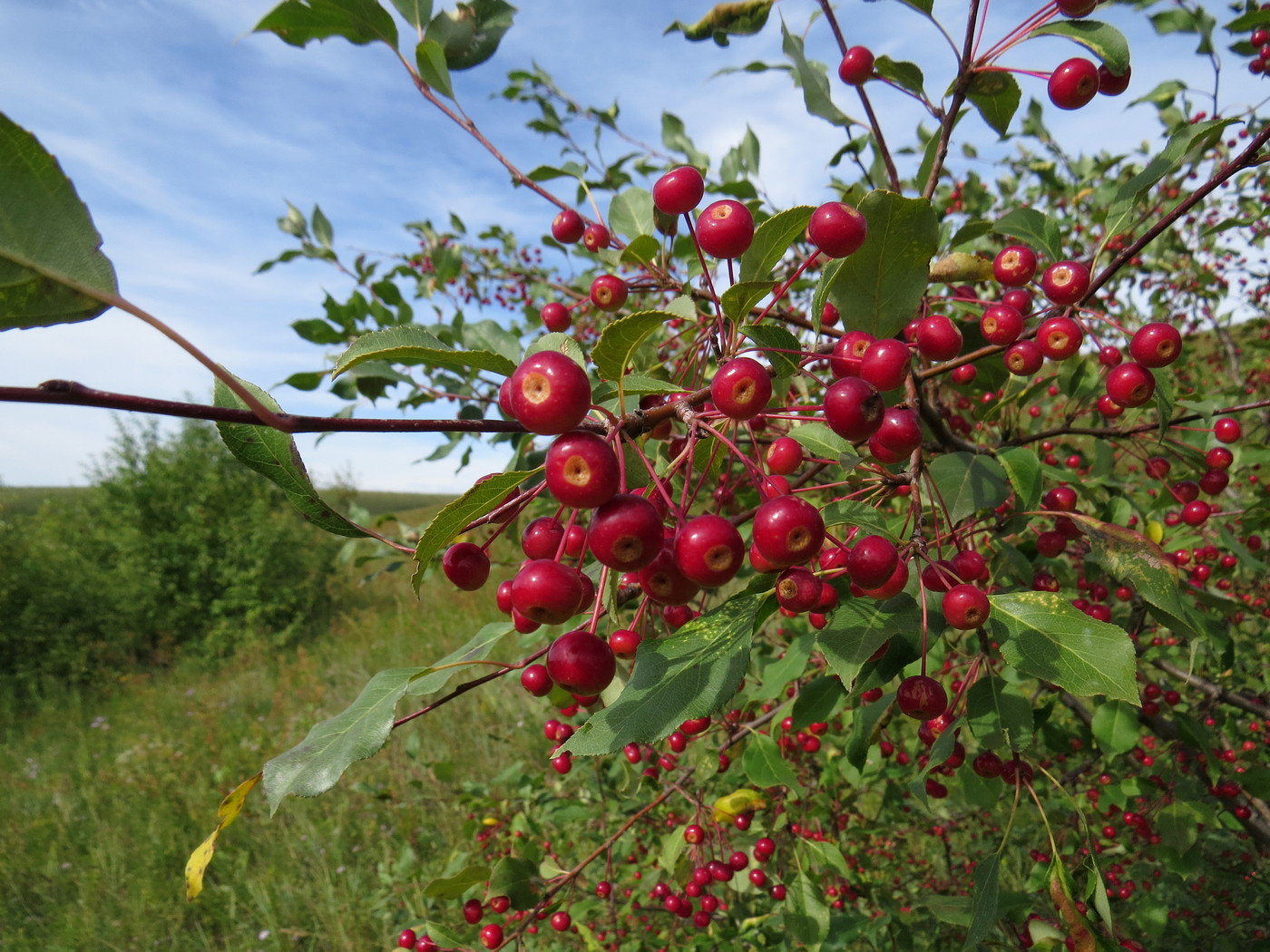 Изображение особи Malus baccata.