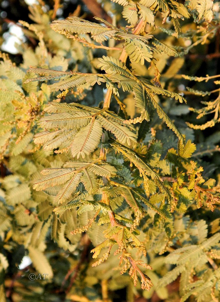 Изображение особи Acacia baileyana.