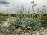 Matthiola fragrans. Цветущее и плодоносящее растение. Волгоградская обл., Ольховский р-н, окр. с. Захаровка, пологий участок на вершине мелового холма. 16.07.2022.