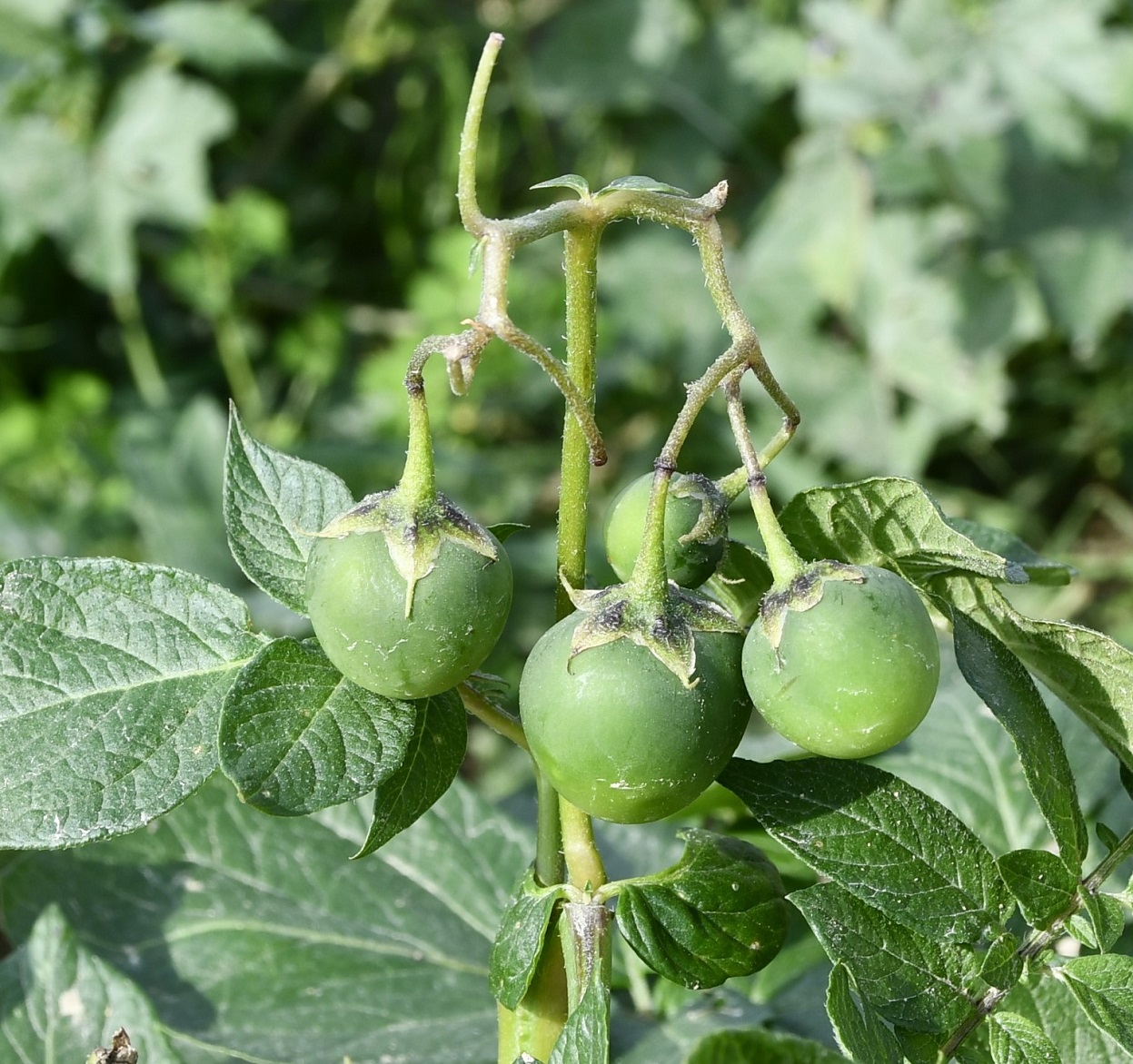 Изображение особи Solanum tuberosum.