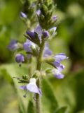 Veronica officinalis