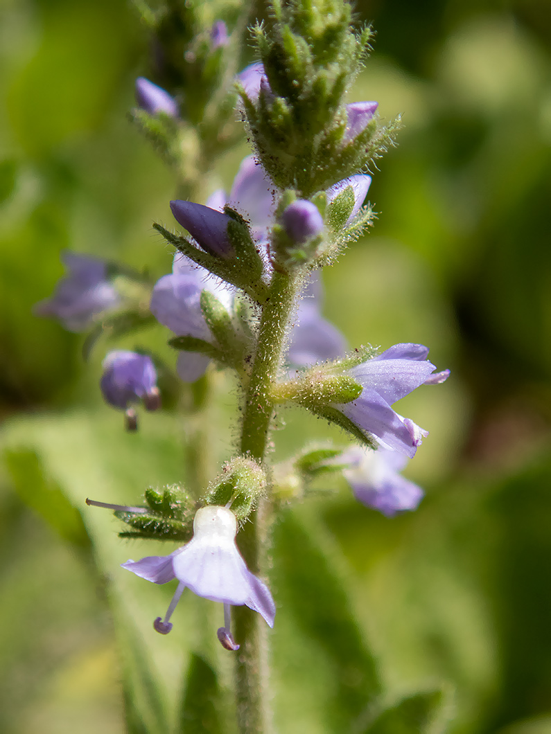 Image of Veronica officinalis specimen.