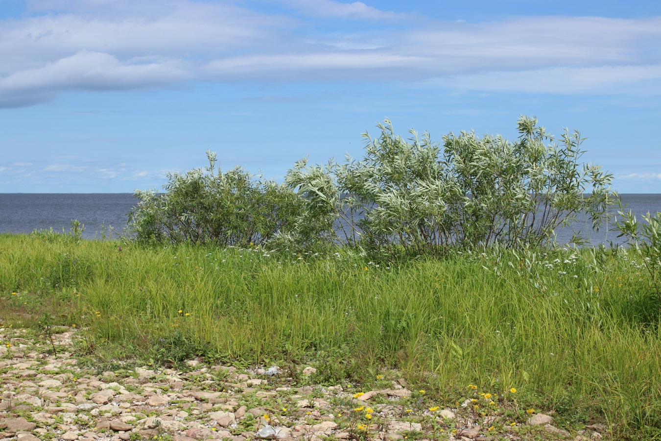 Image of Salix triandra specimen.