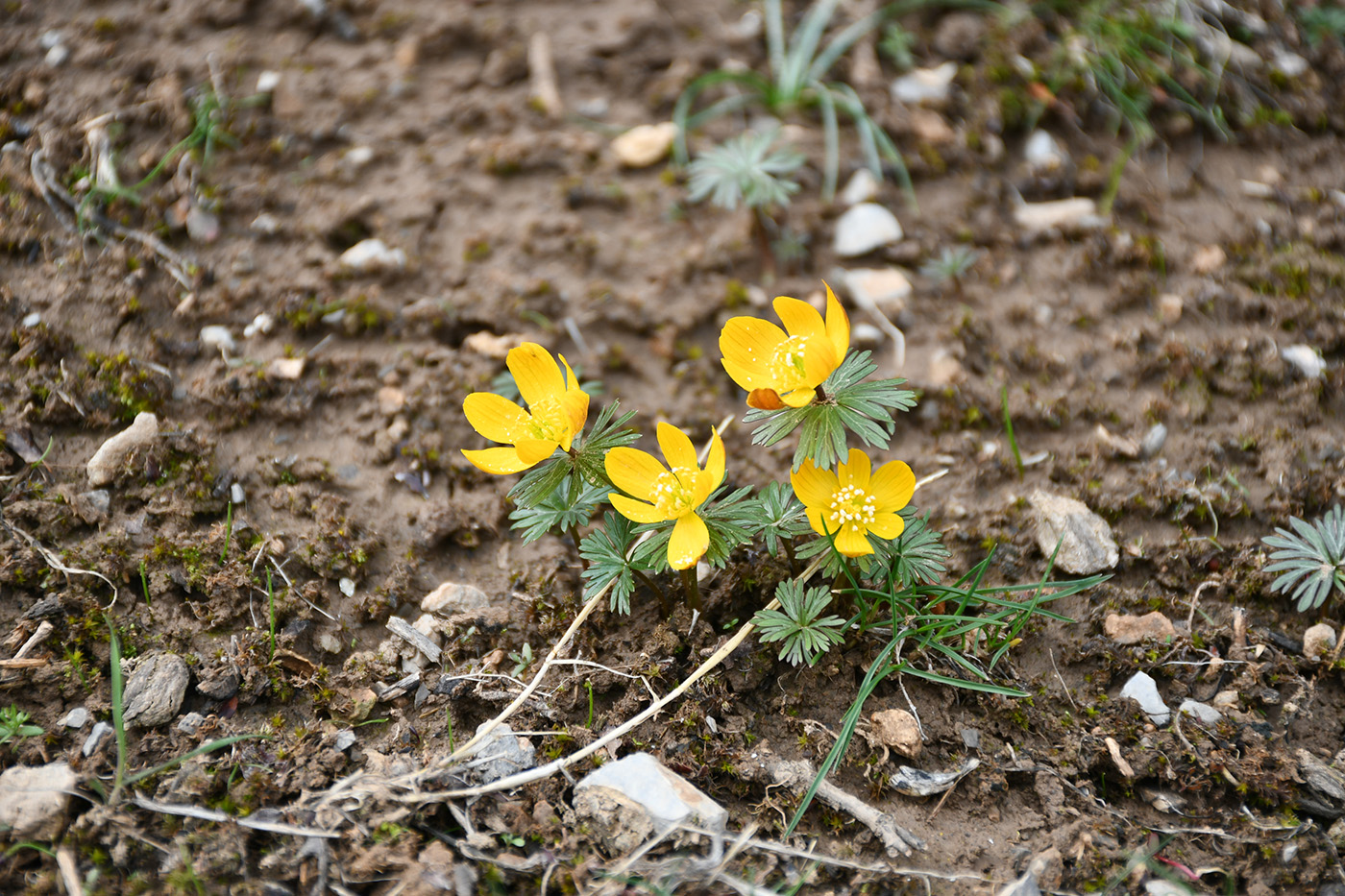 Image of Eranthis longistipitata specimen.