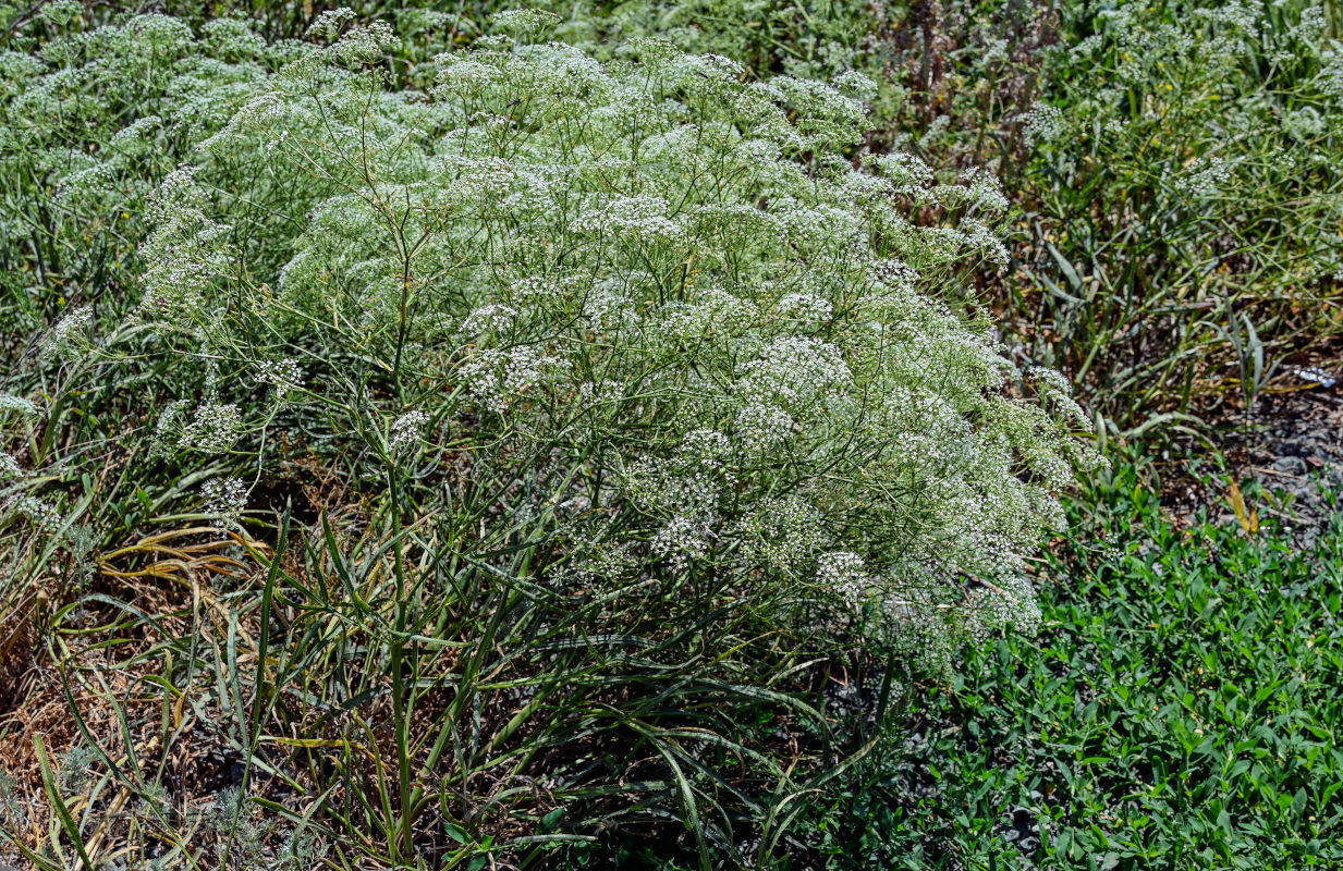 Изображение особи Falcaria vulgaris.