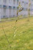 Festuca heteromalla