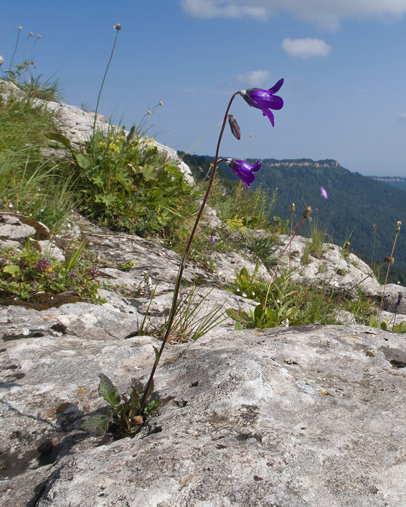 Image of Campanula albovii specimen.