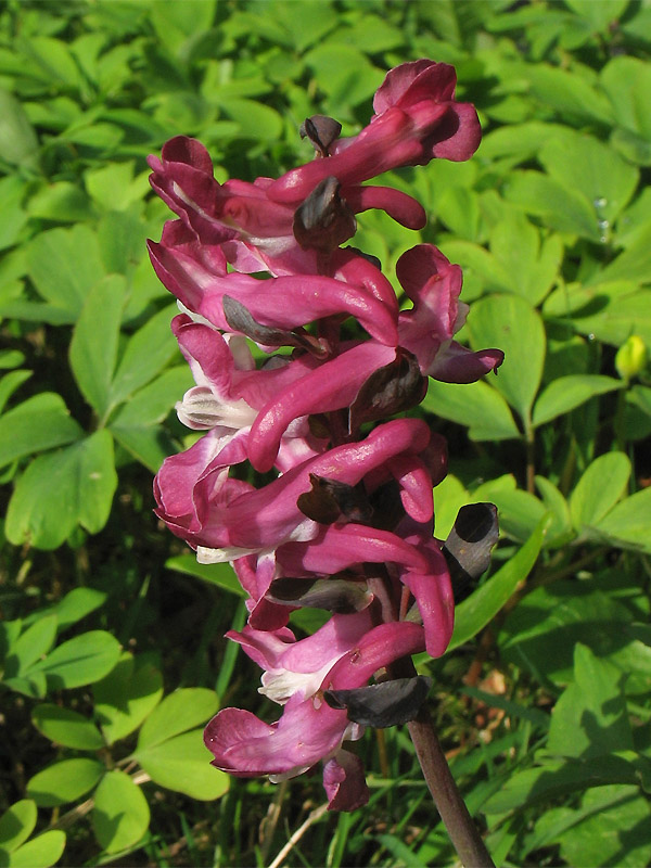 Image of Corydalis cava specimen.