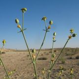 Euphorbia sclerocyathium