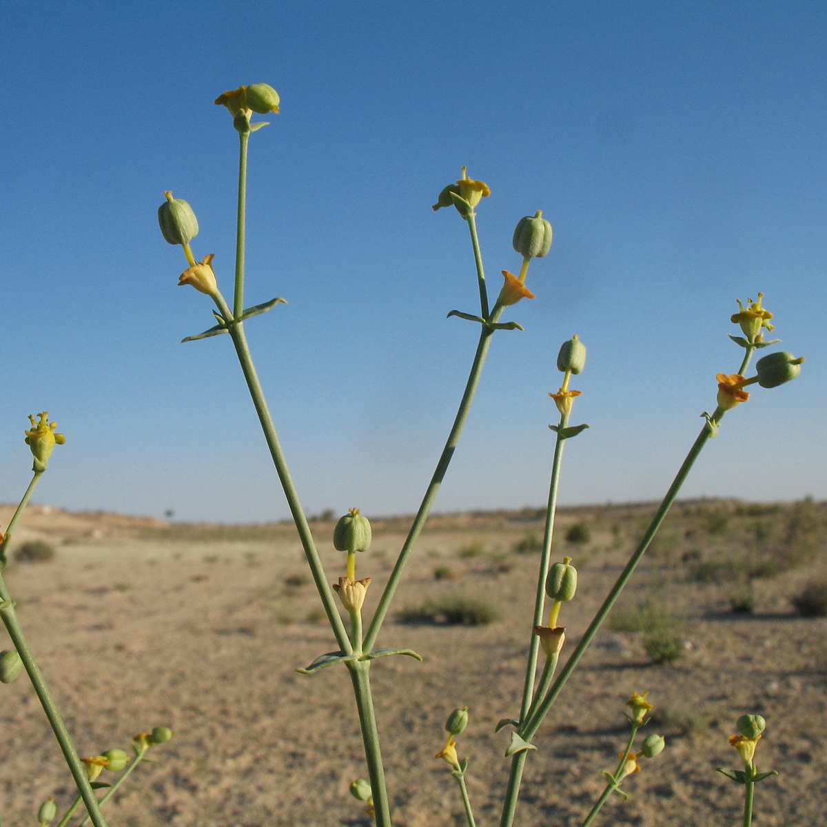 Image of Euphorbia sclerocyathium specimen.