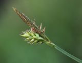 Image of taxon representative. Author is Вера Волкотруб