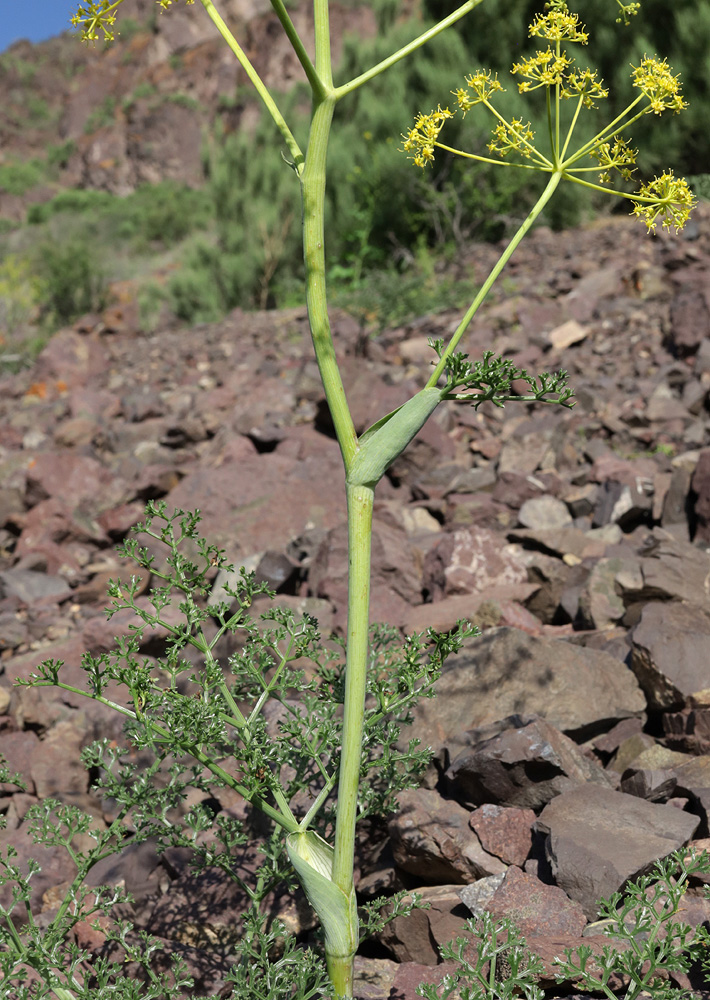 Image of Ferula ovina specimen.