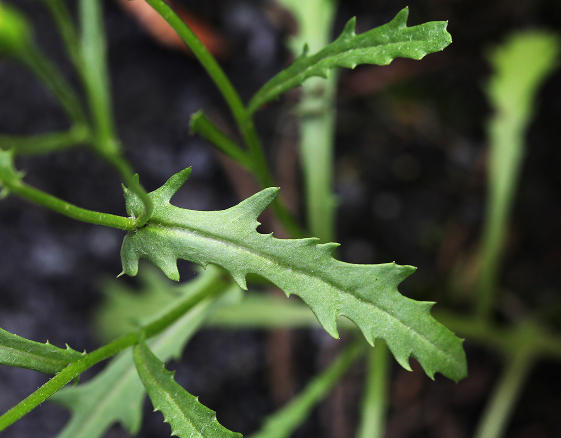 Image of Senecio dubitabilis specimen.