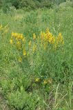 Genista tinctoria