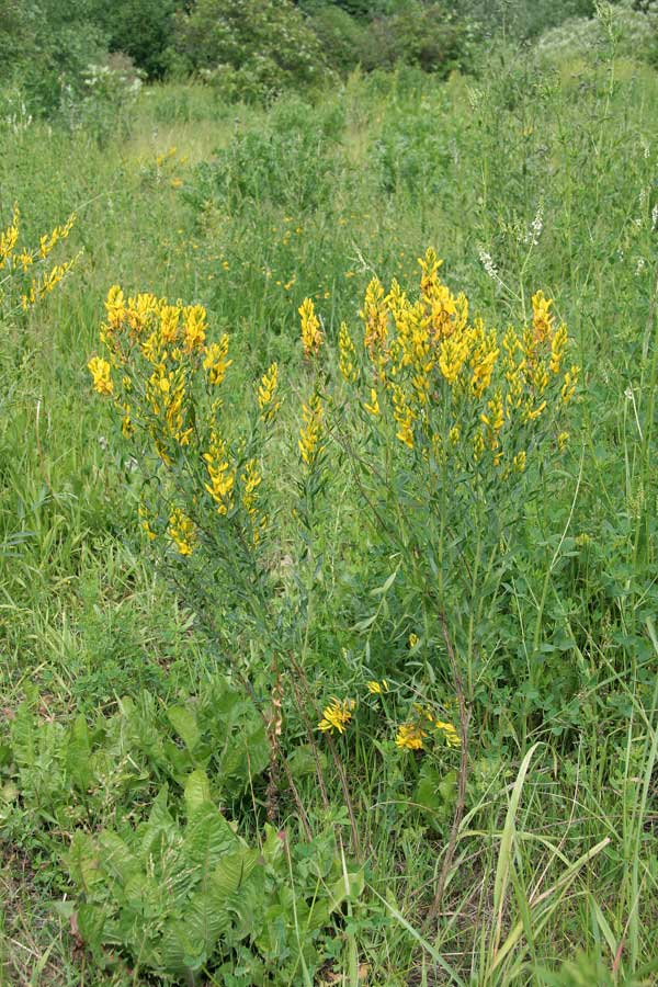 Image of Genista tinctoria specimen.