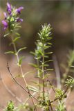 Thymbra spicata