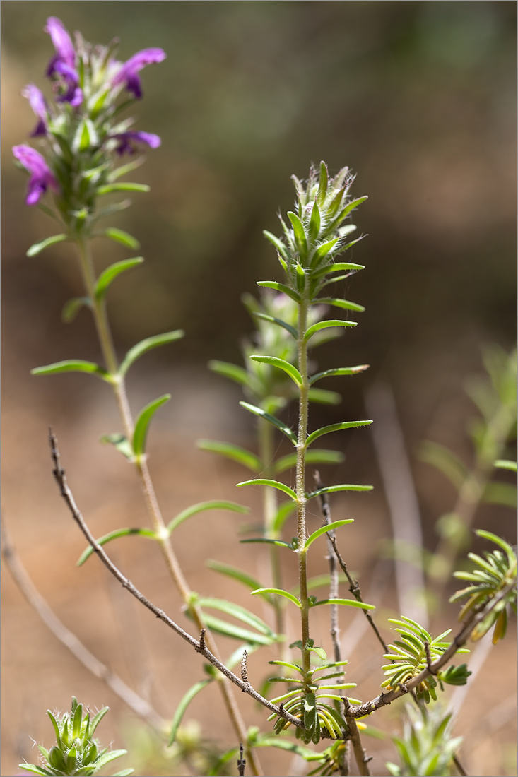 Image of Thymbra spicata specimen.