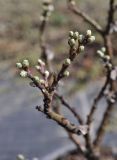 Salix &times; sibyllina