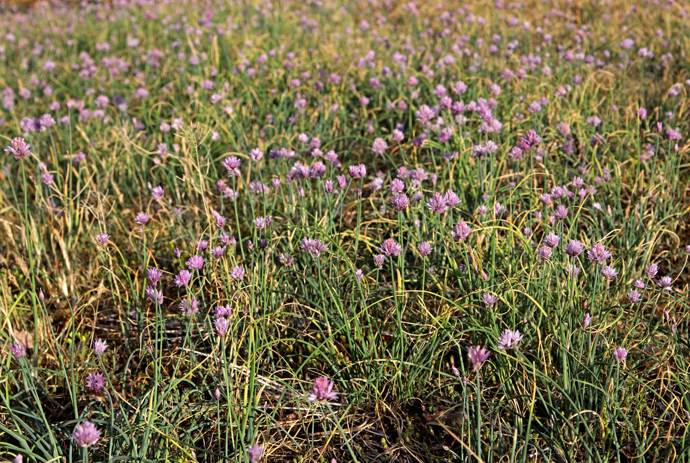 Изображение особи Allium schoenoprasum.