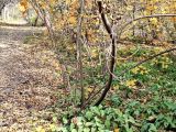 Acer barbinerve. Нижняя часть стволов. Хабаровск, Хабаровский дендрарий, в культуре. 10.10.2024.