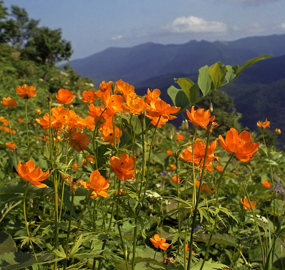 Image of Trollius sachalinensis specimen.