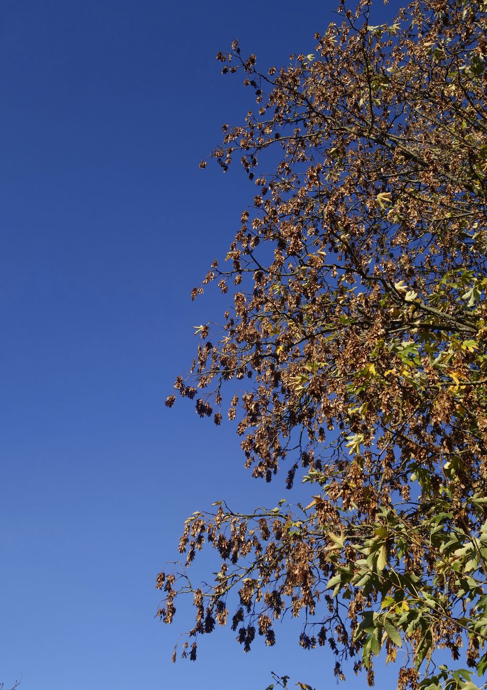 Image of Acer pseudoplatanus specimen.