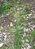 Sisymbrium loeselii