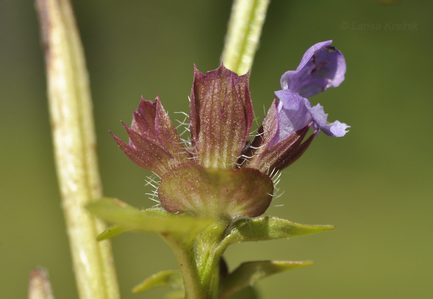 Image of Prunella vulgaris specimen.