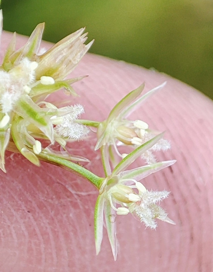 Image of Juncus filiformis specimen.