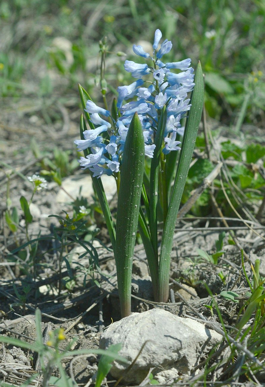 Image of Hyacinthella pallasiana specimen.