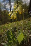 Primula macrocalyx. Цветущее растение. Красноярский край, отроги Вост. Саяна, заповедник \"Столбы\". 26.05.2008.