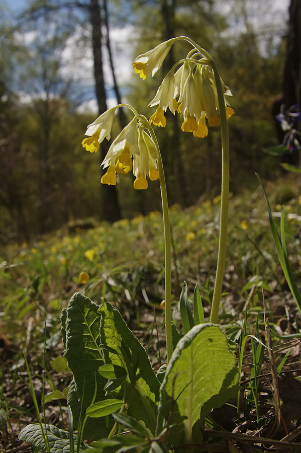 Image of Primula macrocalyx specimen.