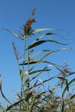 Phragmites australis. Верхушки плодоносящих побегов. Беларусь, Витебская обл., окр. дер. Сурмино, оз. Белое, прибрежное песчаное мелководье. 26.08.2024.