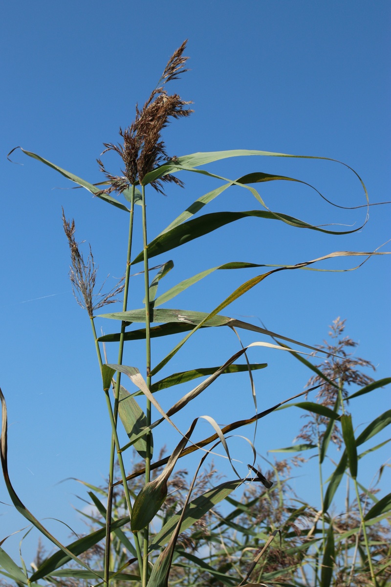 Изображение особи Phragmites australis.