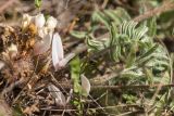 Astragalus dolichophyllus