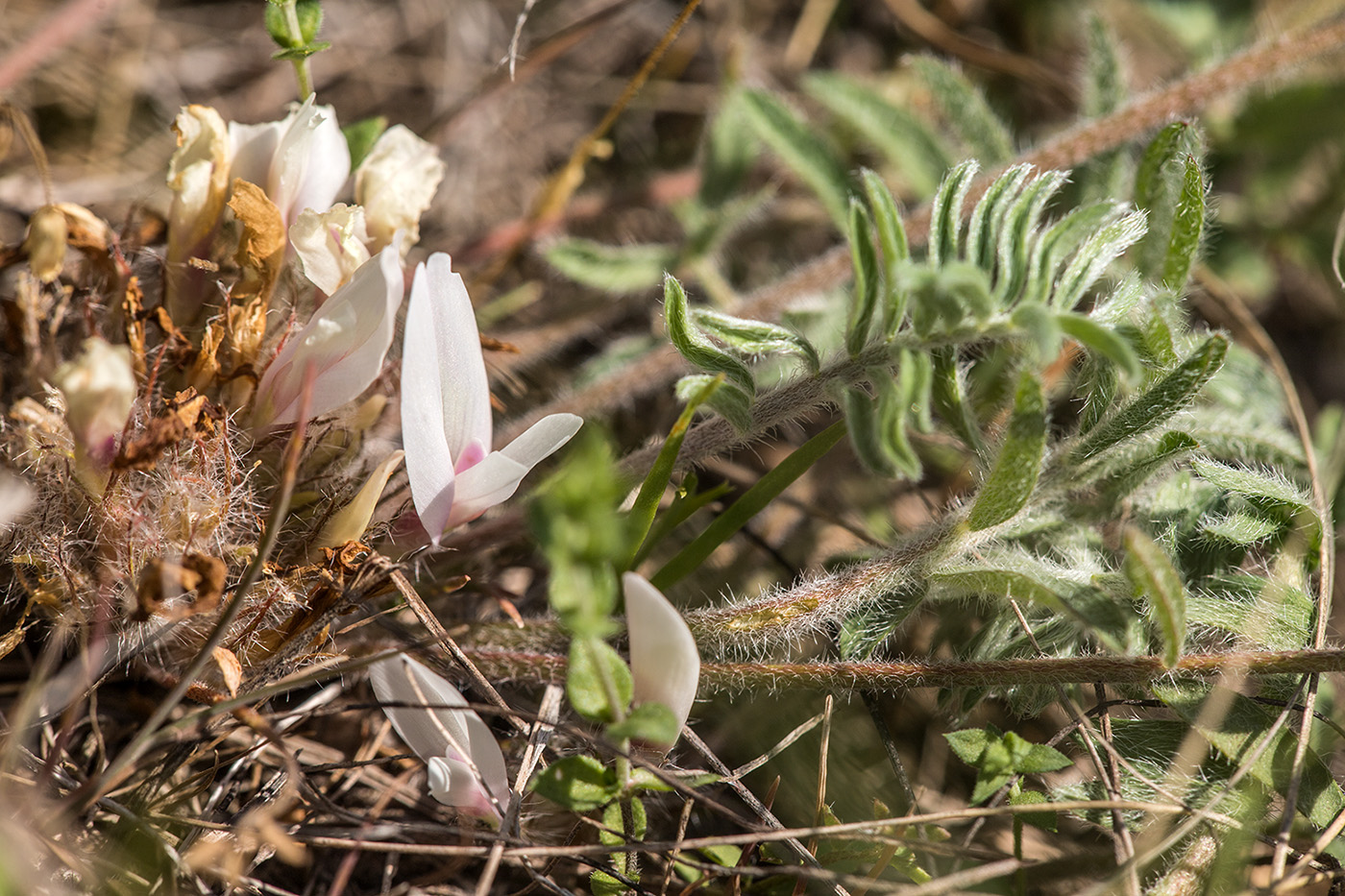 Изображение особи Astragalus dolichophyllus.