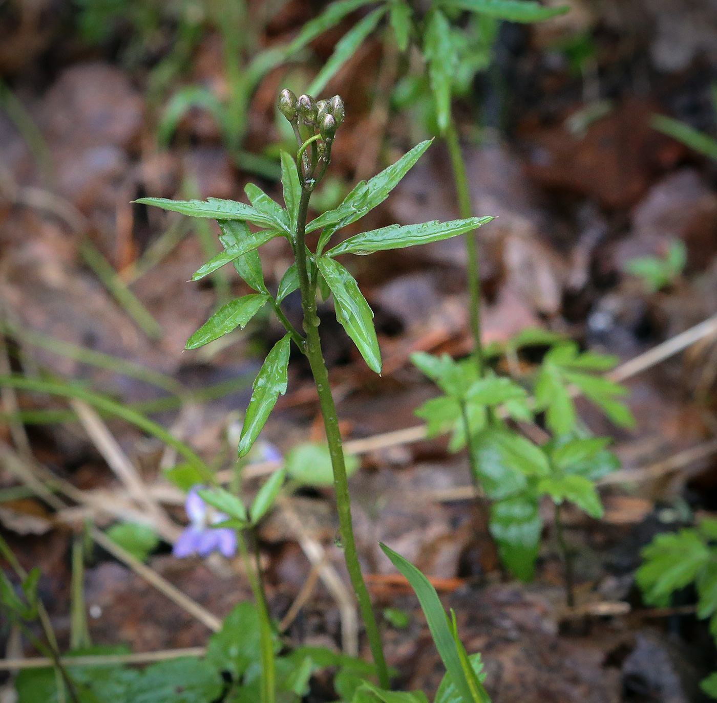 Изображение особи Cardamine trifida.