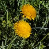 Trommsdorffia maculata