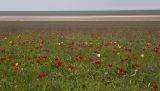 Tulipa suaveolens