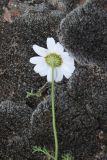 genus Anthemis. Верхушка цветущего растения. Турция, ил Карс, окр. г. Дигор, участок ущелья р. Дигор в 300 м ниже монастыря Хтзконк, левый борт ущелья, луг. 19 мая 2025 г.