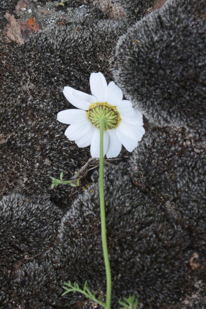 Image of genus Anthemis specimen.