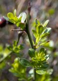 Jasminum fruticans. Верхушка веточки с молодыми побегами. Крым, г. Судак, ур. Алчак-Кая, с-в склон, луг. 10.04.2025.