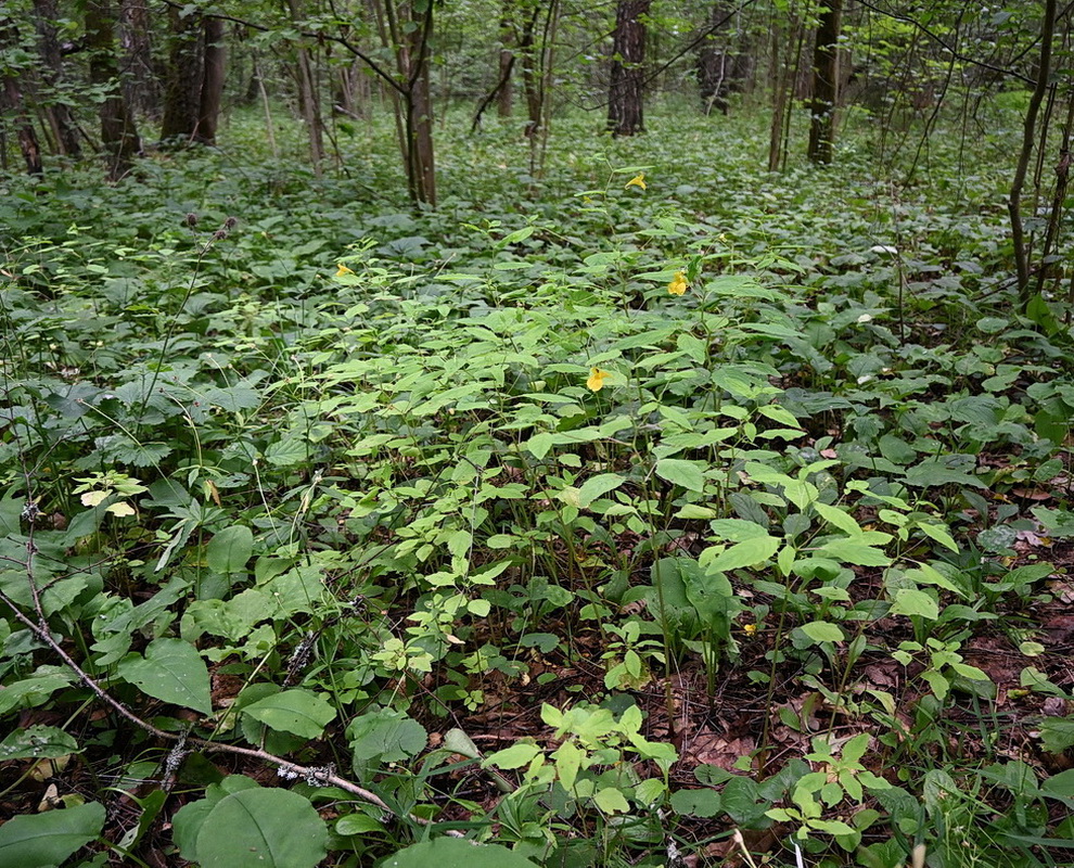 Image of Impatiens noli-tangere specimen.