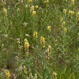 род Linaria