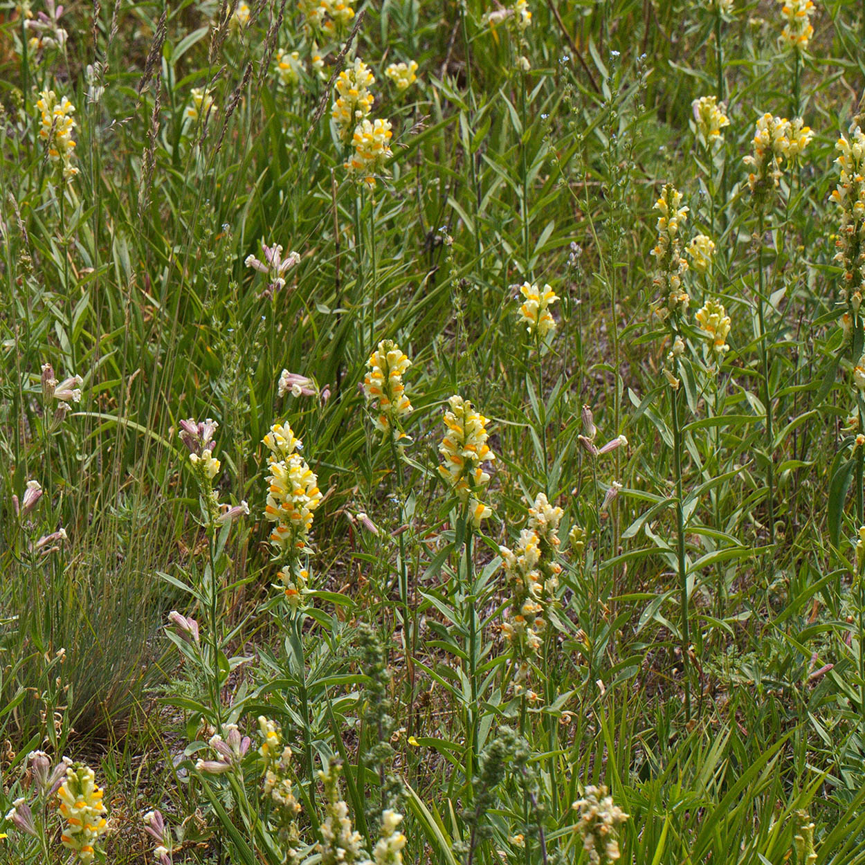 Image of genus Linaria specimen.