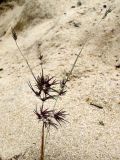 Poa bulbosa ssp. vivipara