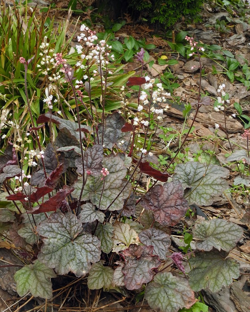 Image of × Heucherella hybrida specimen.