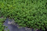 Myriophyllum aquaticum. Вегетирующие и цветущие растения. Китай, пров. Аньхой, дер. Хунцунь, пруд, в воде у берега. 28.05.2025.
