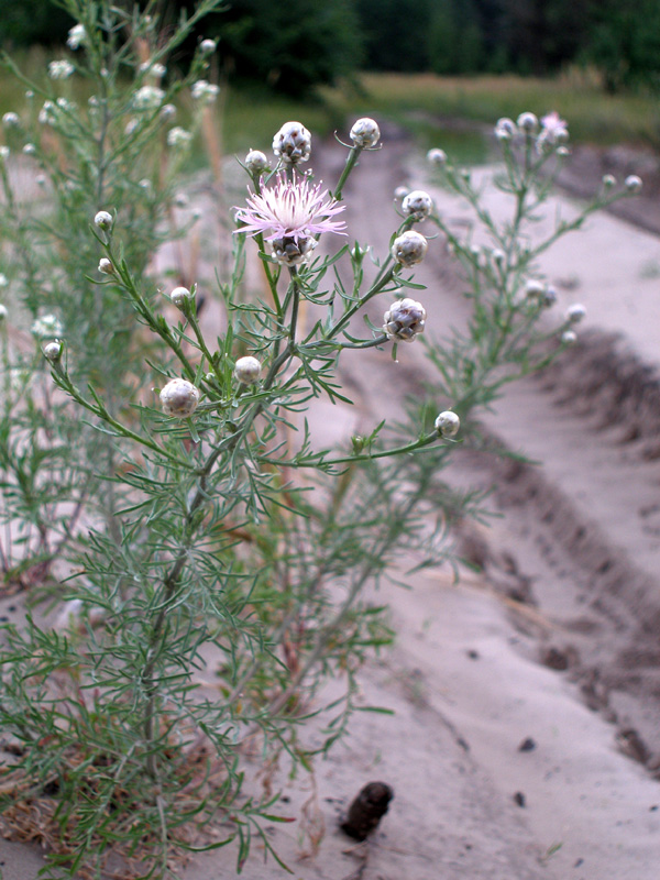 Изображение особи Centaurea pineticola.